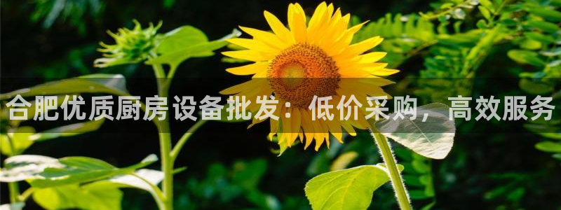 尊龙凯时z6官网：合肥优